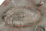 Two Thysanopeltella Trilobites With Cyphaspides & Basseiarges - Jorf #193667-6